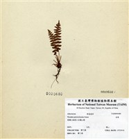 藏品(岩蕨)的圖片